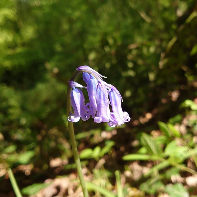 BluebellsMJCarty14May2023